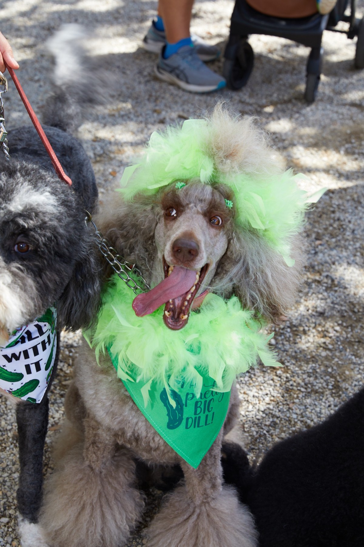 A dog dressed in green for the Pickled Pet Parade